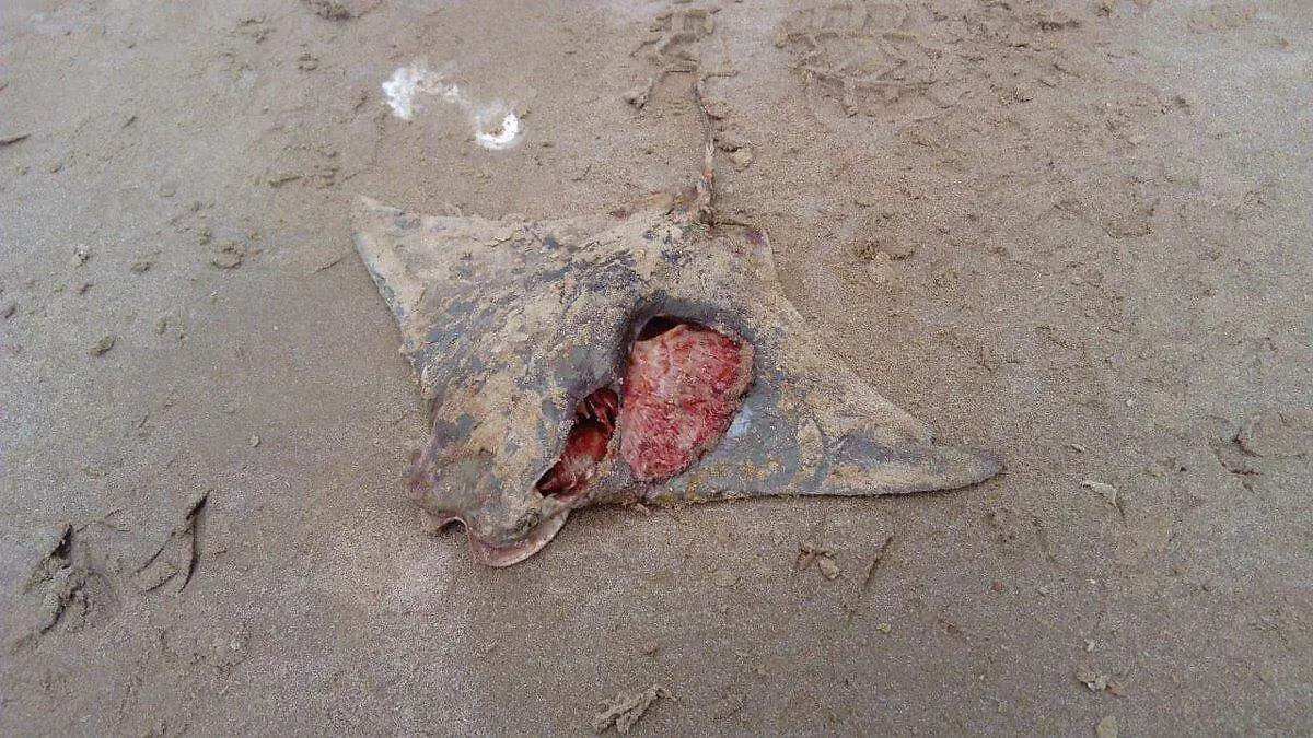 mantarray muerta tamaulipas